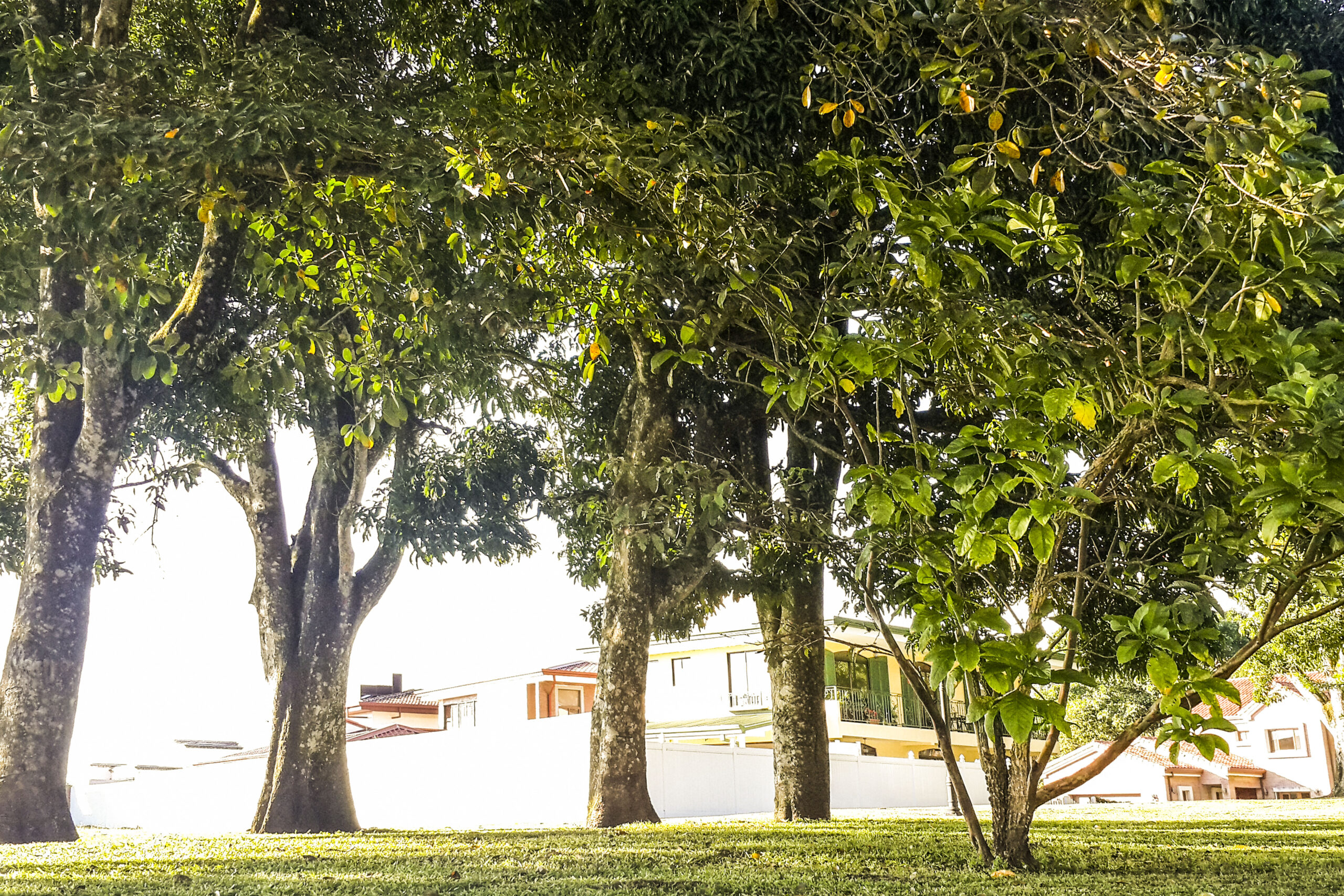 Zona Verde Central Montenegro Condominio Alajuela Centro