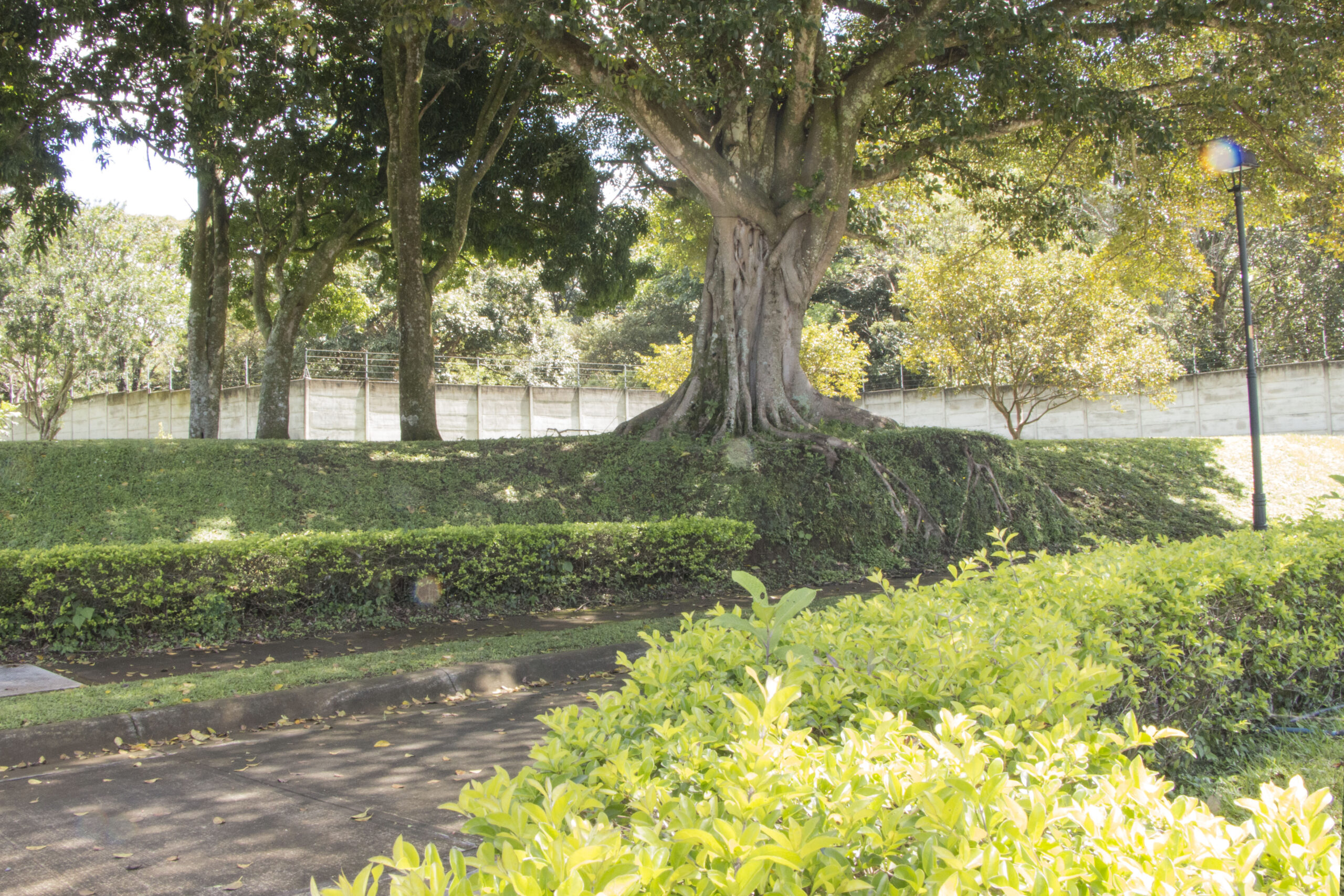 Zona Verde Central Montenegro Condominio Alajuela Centro