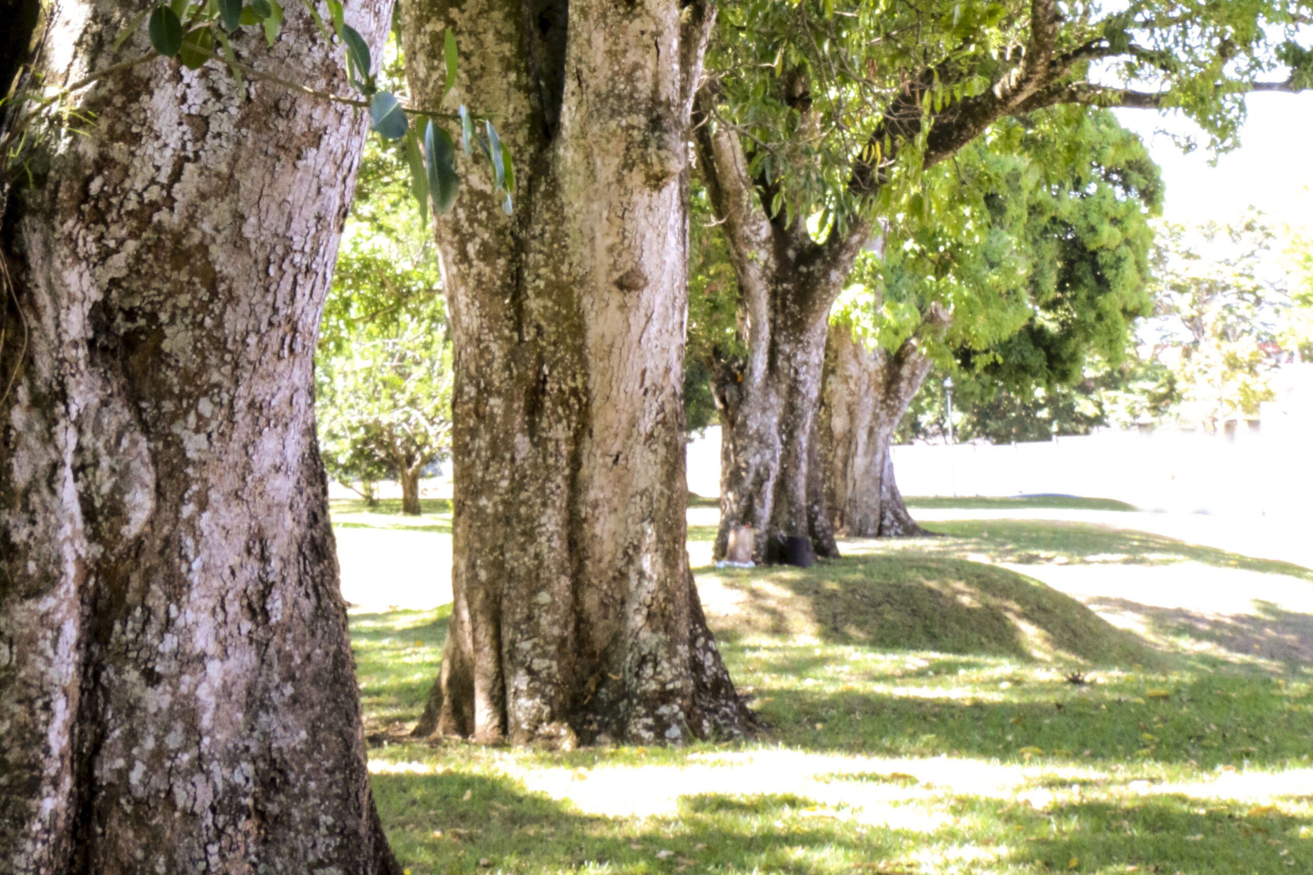 Zona Verde Central Montenegro Condominio Alajuela Centro